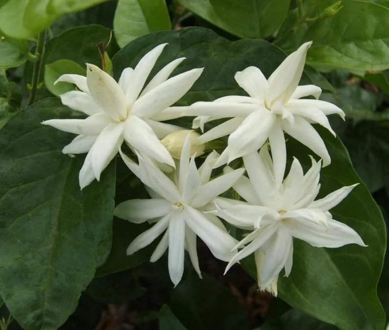 Belle of India Jasmine Live Plant – Half Gallon Pot – Fragrant Flowers - Image 3