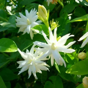Belle of India Jasmine Live Plant – Half Gallon Pot – Fragrant Flowers - Image 1
