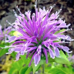 Bergamot Monarda Autumn Mix Seeds – 50+ Perennial Bee Balm – Attracts Hummingbirds, Bees, Butterflies - Image 2