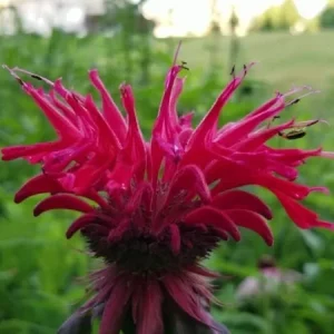 Bergamot Monarda Autumn Mix Seeds – 50+ Perennial Bee Balm – Attracts Hummingbirds, Bees, Butterflies - Image 4