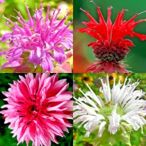 Bergamot Monarda Autumn Mix Seeds – 50+ Perennial Bee Balm – Attracts Hummingbirds, Bees, Butterflies - Image 1