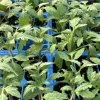 Big Boy Tomato Live Plants 3-Pack - 6-10 inch Tall, 60+ Days Old, Outdoor - Image 1