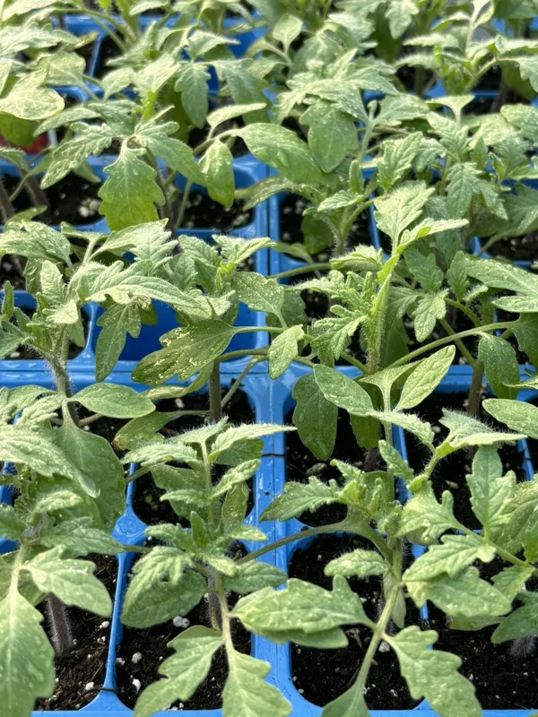 Big Boy Tomato Live Plants 3-Pack - 6-10 inch Tall, 60+ Days Old, Outdoor - Image 1