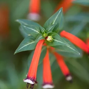 Big Cigar Cuphea Live Plant - Pack of 2 (5-9 inch) - Outdoor Orange Firecracker Flower - Image 2