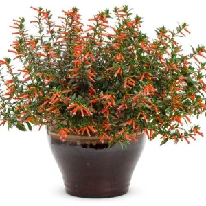 Big Cigar Cuphea Live Plant - Pack of 2 (5-9 inch) - Outdoor Orange Firecracker Flower - Image 3