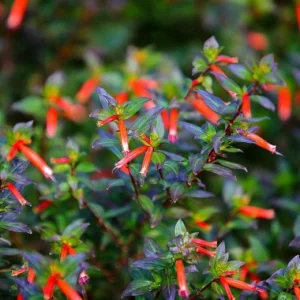 Big Cigar Cuphea Live Plant - Pack of 2 (5-9 inch) - Outdoor Orange Firecracker Flower - Image 4