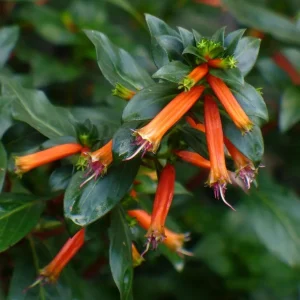 Big Cigar Cuphea Live Plant - Pack of 2 (5-9 inch) - Outdoor Orange Firecracker Flower - Image 5