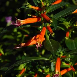 Big Cigar Cuphea Live Plant - Pack of 2 (5-9 inch) - Outdoor Orange Firecracker Flower - Image 6