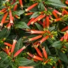 Big Cigar Cuphea Live Plant - Pack of 2 (5-9 inch) - Outdoor Orange Firecracker Flower - Image 1