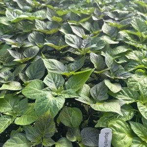 Biquinho Purple Hot Chili Live Plants - 3 Pack Hot Pepper, Vegetative Stage - Image 2