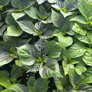 Biquinho Purple Hot Chili Live Plants - 3 Pack Hot Pepper, Vegetative Stage - Image 3