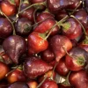 Biquinho Purple Hot Chili Live Plants - 3 Pack Hot Pepper, Vegetative Stage - Image 1