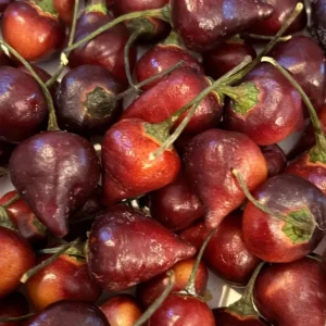 Biquinho Purple Hot Chili Live Plants - 3 Pack Hot Pepper, Vegetative Stage - Image 1