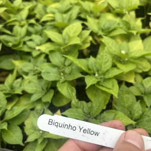 Biquinho Sweety Drop Yellow Chili Live Plants - Mild Hot Pepper, Set of 3 - Image 2