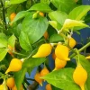 Biquinho Sweety Drop Yellow Chili Live Plants - Mild Hot Pepper, Set of 3 - Image 1