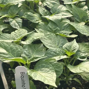 Biquinho White Pepper Live Plants - Mild Chili, Fruity Flavor, 3-Pack - Image 2