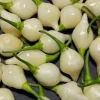 Biquinho White Pepper Live Plants - Mild Chili, Fruity Flavor, 3-Pack - Image 1