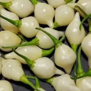 Biquinho White Pepper Live Plants - Mild Chili, Fruity Flavor, 3-Pack - Image 1