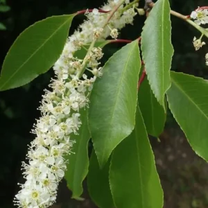 Black Cherry Live Plant – Prunus serotina – 14-18in Tall – 1 Gallon Pot – Outdoor Fruit Tree - Image 2
