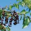 Black Cherry Live Plant – Prunus serotina – 14-18in Tall – 1 Gallon Pot – Outdoor Fruit Tree - Image 1