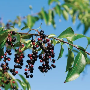 Black Cherry Live Plant – Prunus serotina – 14-18in Tall – 1 Gallon Pot – Outdoor Fruit Tree - Image 1