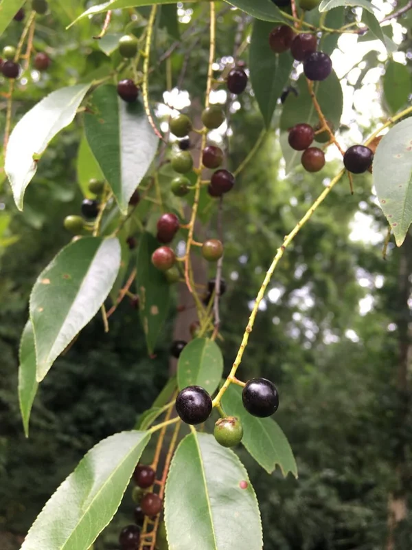 Black Cherry Seedling Live Tree Plant – 4in Pot, 5in Tall – Outdoor Fruit Tree - Image 2