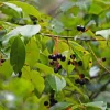 Black Cherry Seedling Live Tree Plant – 4in Pot, 5in Tall – Outdoor Fruit Tree - Image 1