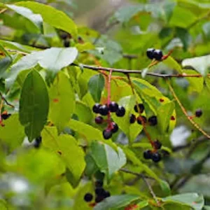 Black Cherry Seedling Live Tree Plant – 4in Pot, 5in Tall – Outdoor Fruit Tree - Image 1