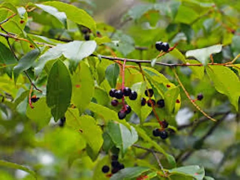 Black Cherry Seedling Live Tree Plant – 4in Pot, 5in Tall – Outdoor Fruit Tree - Image 1