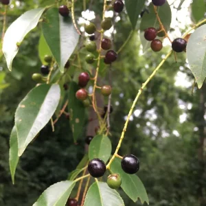 Black Cherry Tree Live Plant 8-12in Tall in Half Gallon Pot - Fruit Bearing - Image 1
