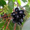 Black Jambu Live Plant – 6-8 inch Java Plum Tree – 4 inch Pot - Image 1