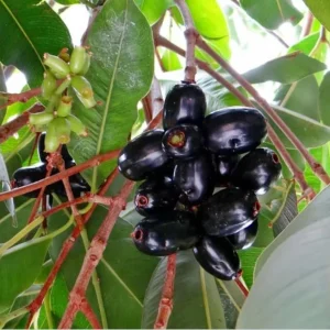 Black Jambu Live Plant – 6-8 inch Java Plum Tree – 4 inch Pot - Image 1