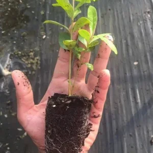 Black Jambu Live Plant – 6-8in Tall – 4in Pot – Indoor/Outdoor - Image 2