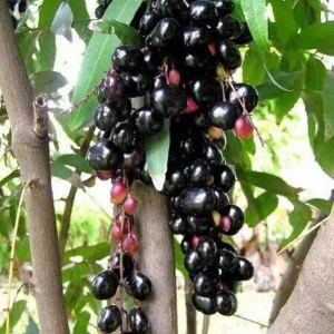 Black Jambu Live Plant – 6-8in Tall – 4in Pot – Indoor/Outdoor - Image 1