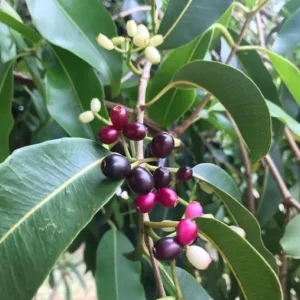 Black Jambu Plum Live Plant – 14-18in Tall – 1 Gallon Nursery Pot – Outdoor Fruit Tree - Image 2