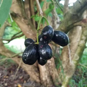 Black Jambu Plum Live Plant – Java Plum – 14-18in Tall – 1 Gallon Pot - Image 1
