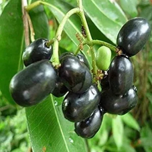 Black Jambu Plum Tree Live Plant – Half Gallon Pot – Fruit Tree - Image 1