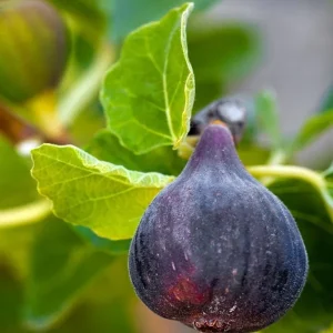 Black Mission Fig Tree Live Plant - Ficus Carica - Sweet Fruit Tree - 2-5 inches Tall - Image 2