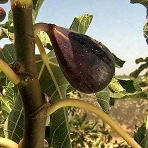 Black Mission Fig Tree Live Plant - Ficus Carica - Sweet Fruit Tree - 2-5 inches Tall - Image 4