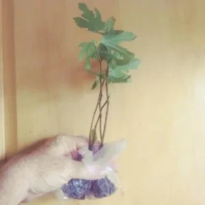 Black Mission Fig Tree Live Plant - Ficus Carica - Sweet Fruit Tree - 2-5 inches Tall - Image 5