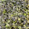 Black Naga Twister Super Hot Pepper Live Plants - Lot of 3, 75+ Days Old - Image 1