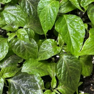 Black Panther Super Hot Pepper Live Plants - 3 Pack, 75+ Day Old, Outdoor - Image 2