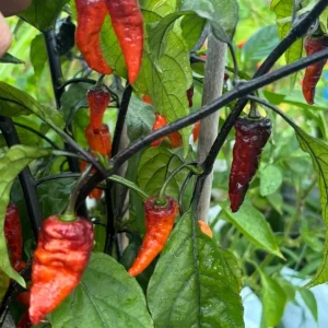 Black Panther Super Hot Pepper Live Plants - 3 Pack, 75+ Day Old, Outdoor - Image 3