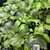 Black Panther Super Hot Pepper Live Plants - 3 Pack, 75+ Day Old, Outdoor - Image 1