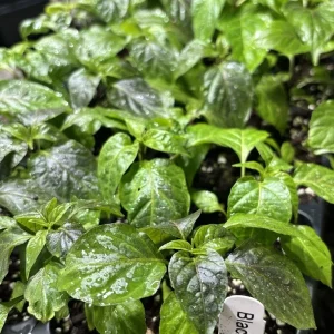Black Panther Super Hot Pepper Live Plants - 3 Pack, 75+ Day Old, Outdoor - Image 1
