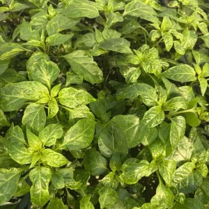 Black Pearl Hot Pepper Live Plants - Ornamental & Edible - 3 Pack - 75+ Days Old - Image 2