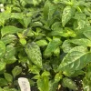 Black Pearl Hot Pepper Live Plants - Ornamental & Edible - 3 Pack - 75+ Days Old - Image 1