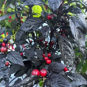 Black Pearl Hot Pepper Live Plants - Ornamental & Edible - 3 Pack - 75+ Days Old - Image 3