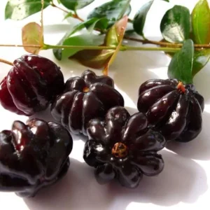 Black Surinam Cherry Live Plant – 22-26 Inch (2 ft) 1 Gallon Pot – Edible Fruit Shrub - Image 2