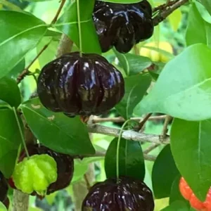 Black Surinam Cherry Live Plant – 22-26 Inch (2 ft) 1 Gallon Pot – Edible Fruit Shrub - Image 1